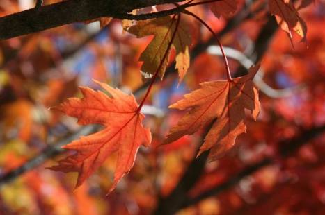 Fall Leaves by Vikki LeBlanc Yost